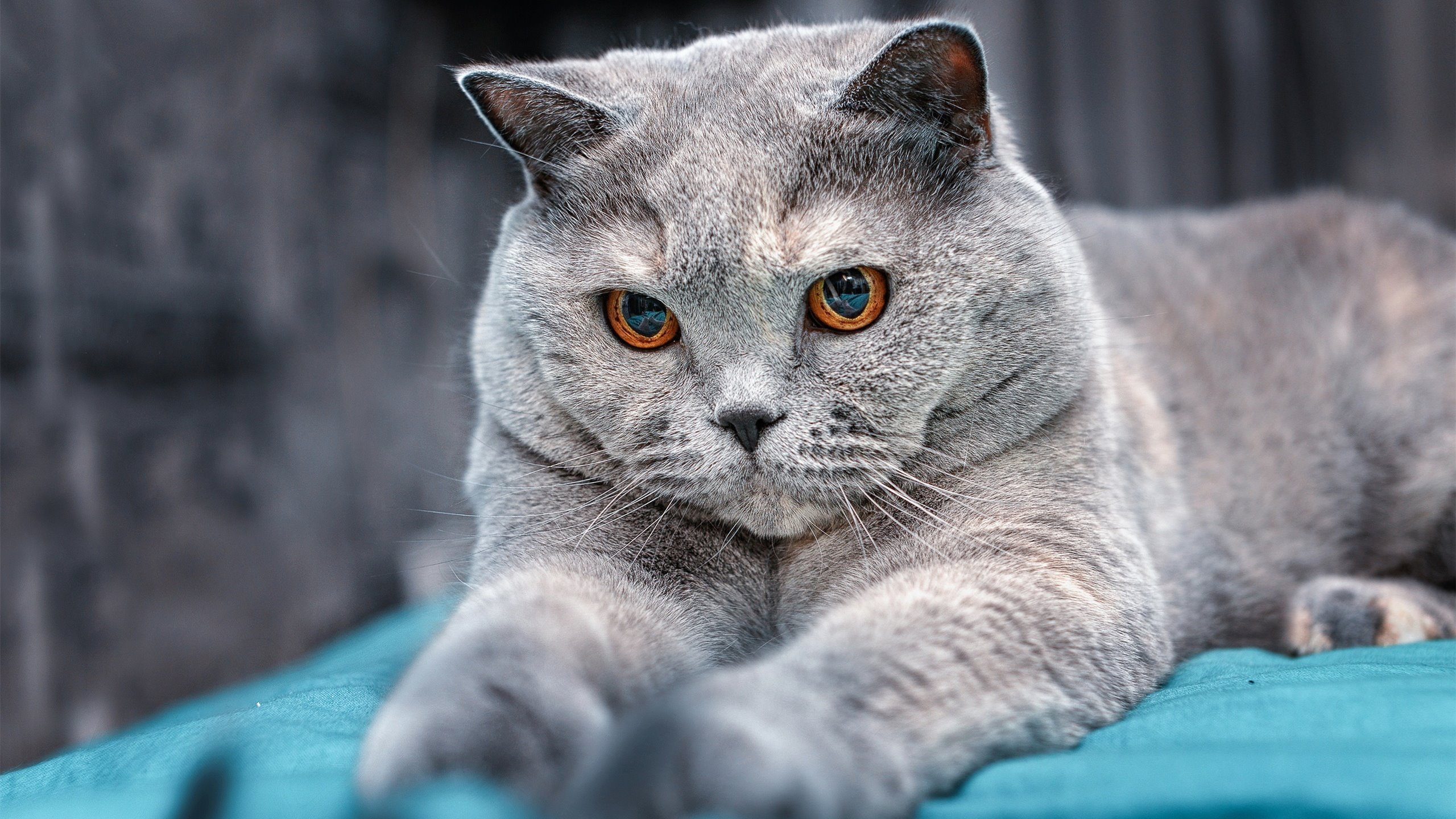 爱游戏官网-守望先锋 俱乐部扩军助力战队扩张，守望先锋战队队员