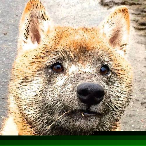 爱游戏体育-Astralis 在 RMR 赛事中成功晋级，astralis选手