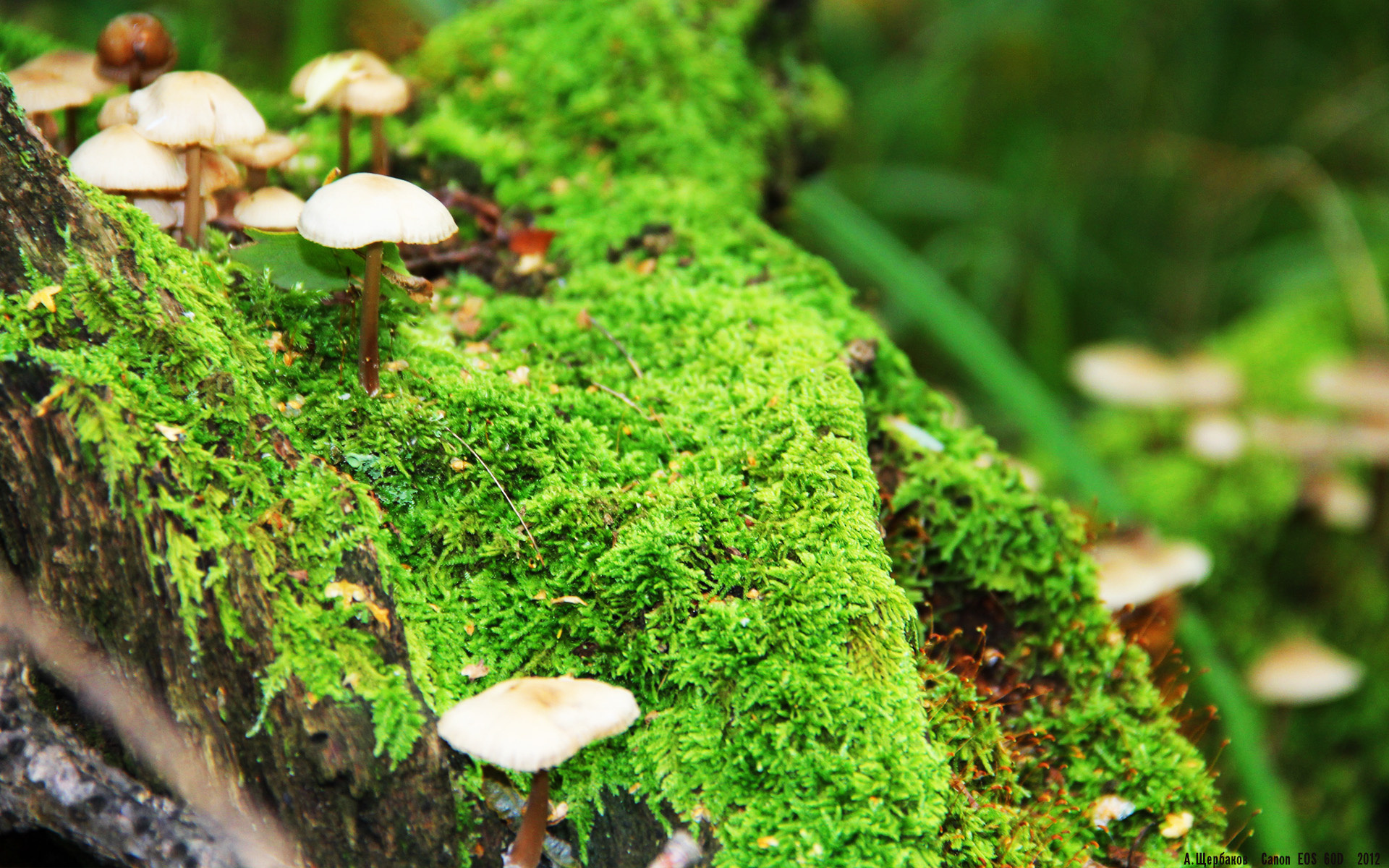 勇士主场再胜三分雨再现,勇士胜负