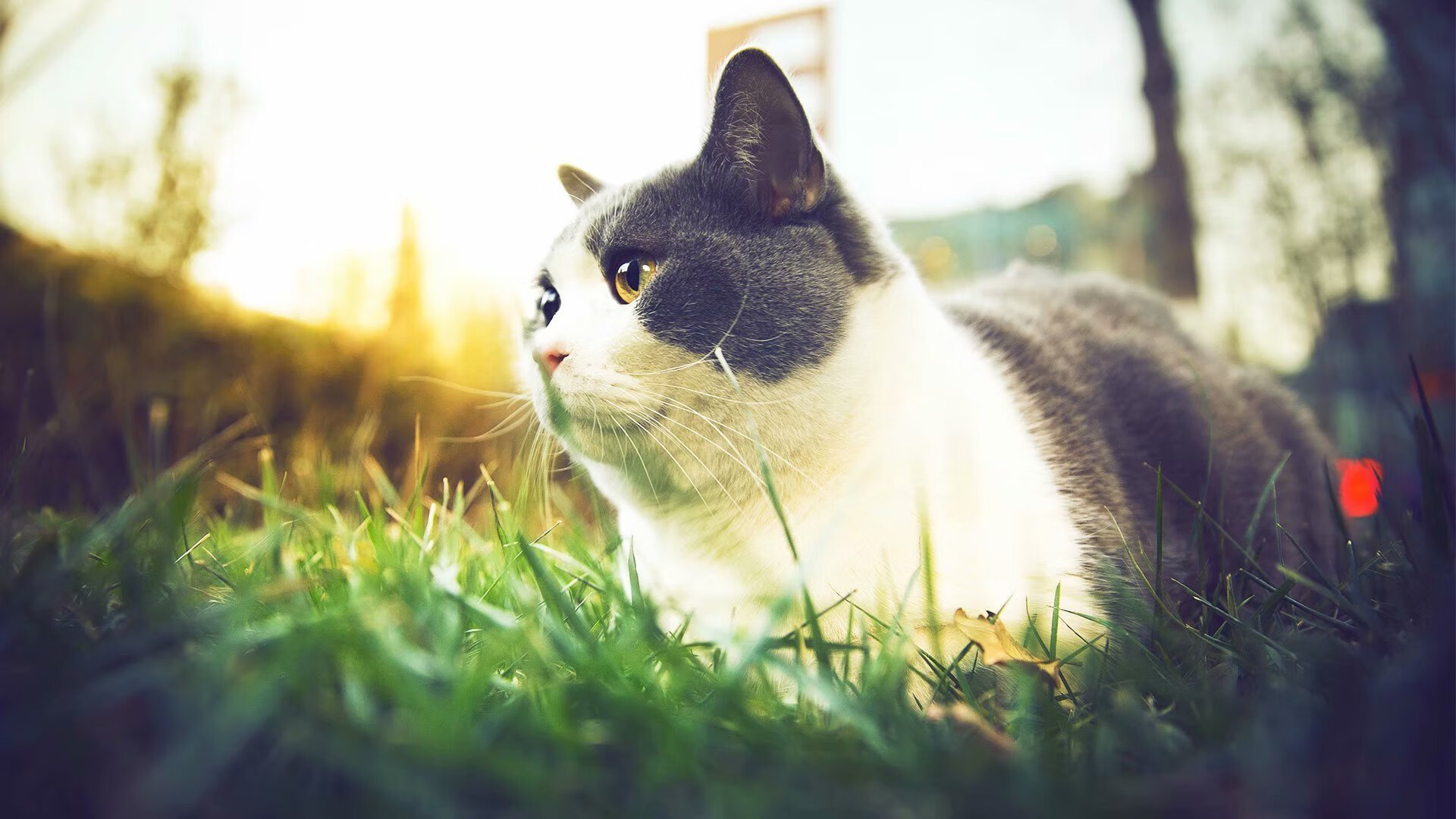 南安普顿再战伯恩茅斯，欧战大考等着，南安普顿cumberland