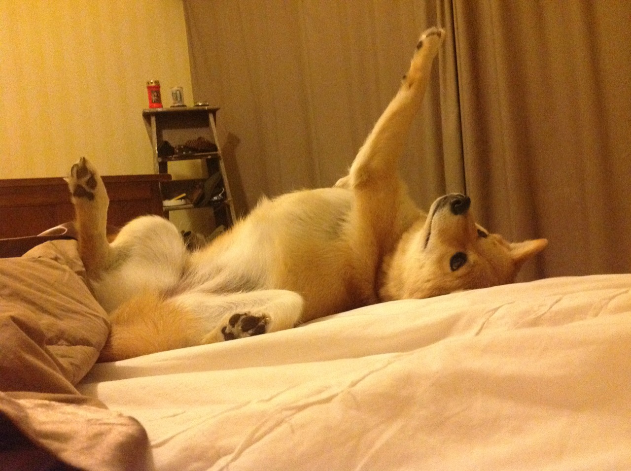 埃弗顿客场大胜诺里奇，豪取三分，埃弗顿进球