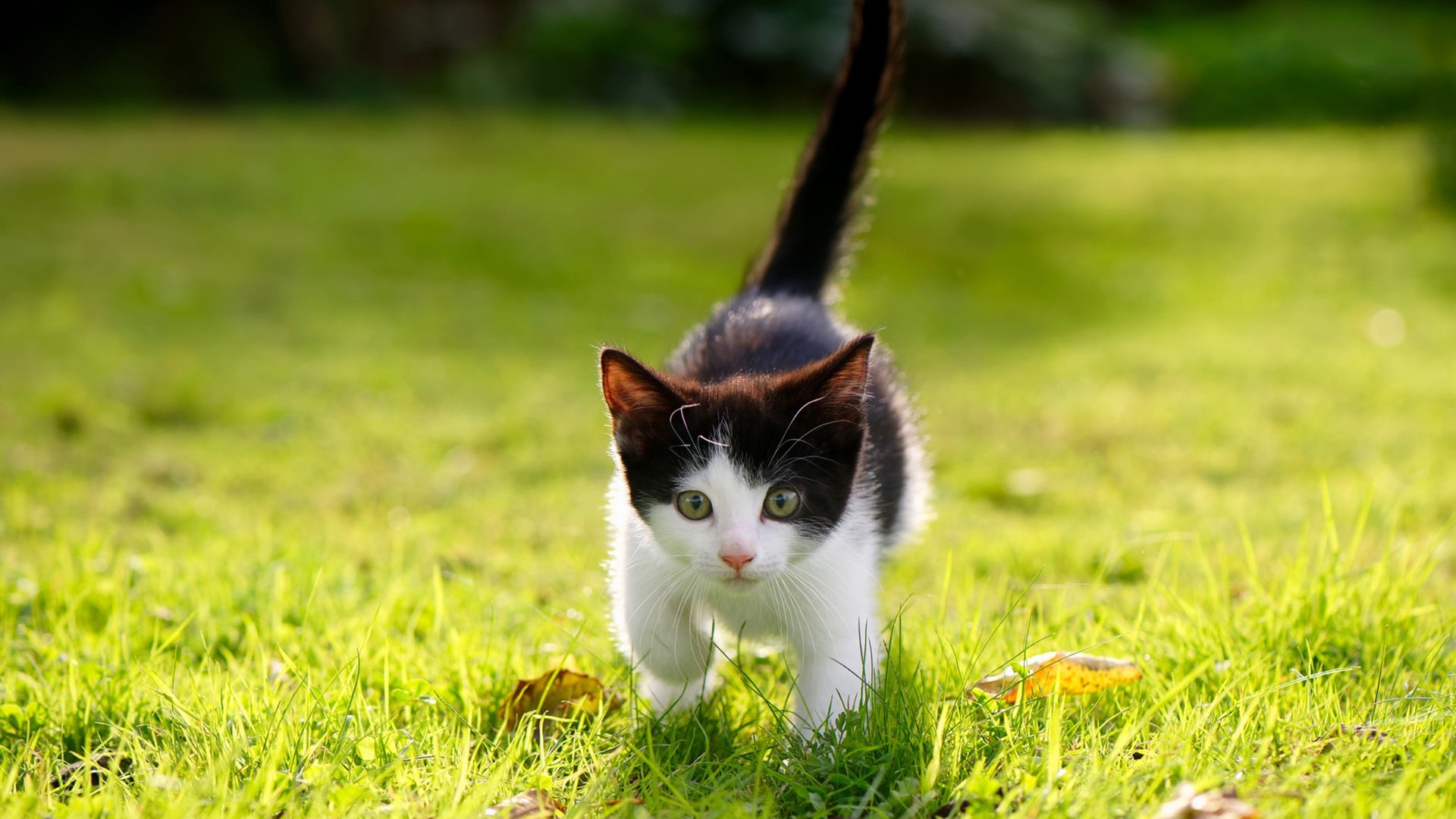 欧国联比赛：拉脱维亚队战胜格鲁吉亚队，拉脱维亚vs荷兰