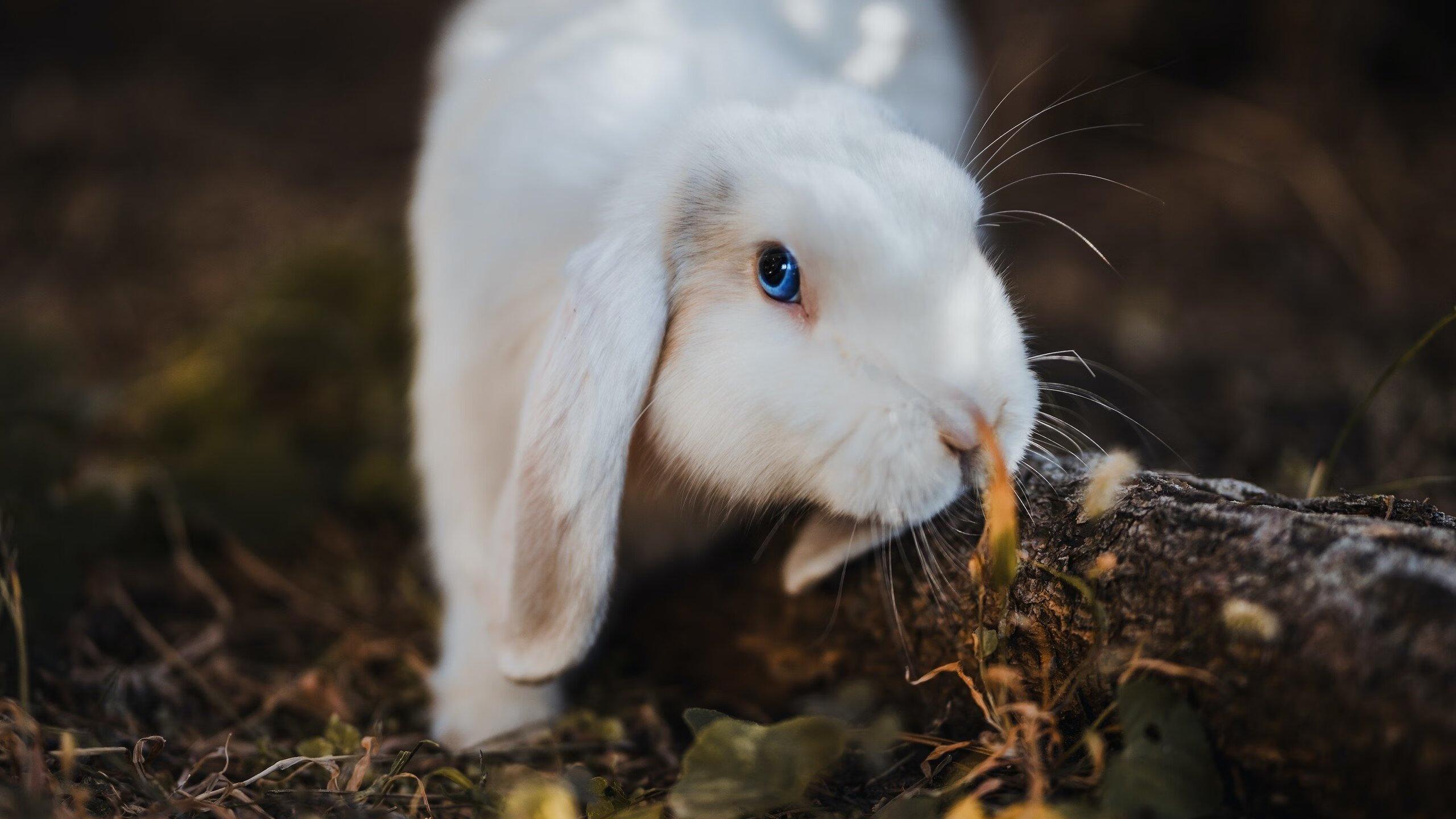 热刺客场小胜伯恩茅斯，保住前四位置，热刺1_0伯恩利