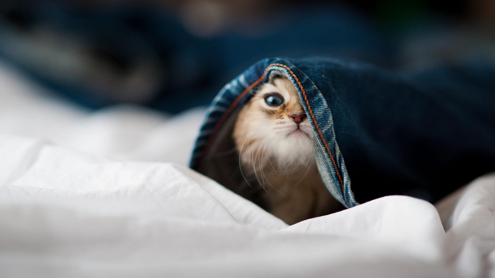 贝尔萨球队利兹联主场大胜沃特福德,贝兹利选秀