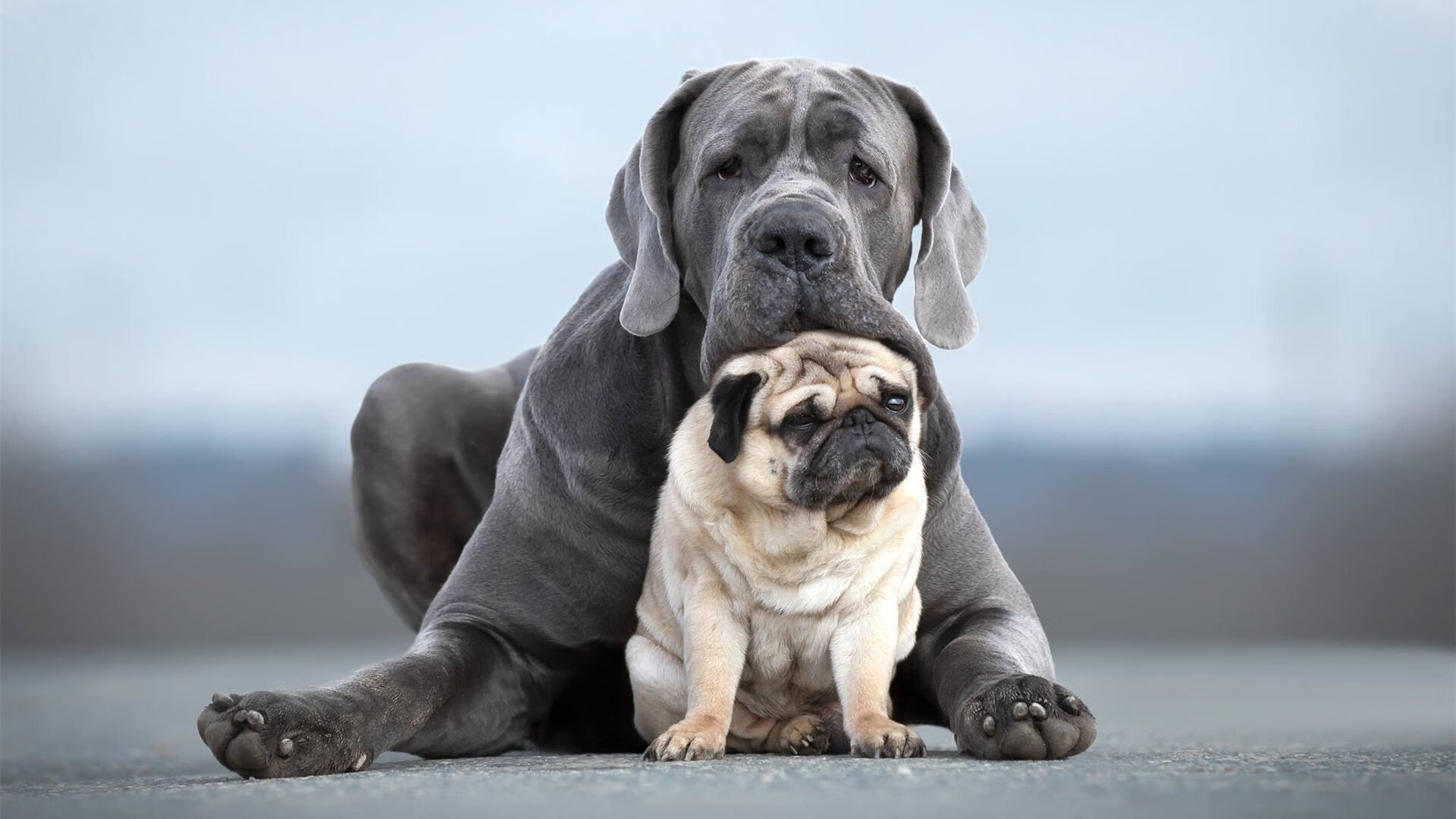 NBA球队主场氛围营造策略,nba主场氛围排名