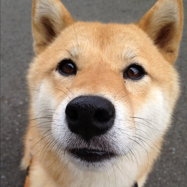 AYX体育官网-意甲明星球员场下品牌价值增长路径，诞生于艺术之都 这是意甲50年最佳球衣设计