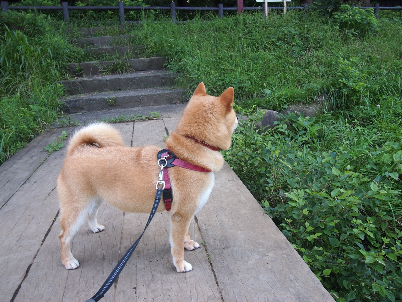 篮球专项体能训练技术创新,篮球专项体能训练的心得体会