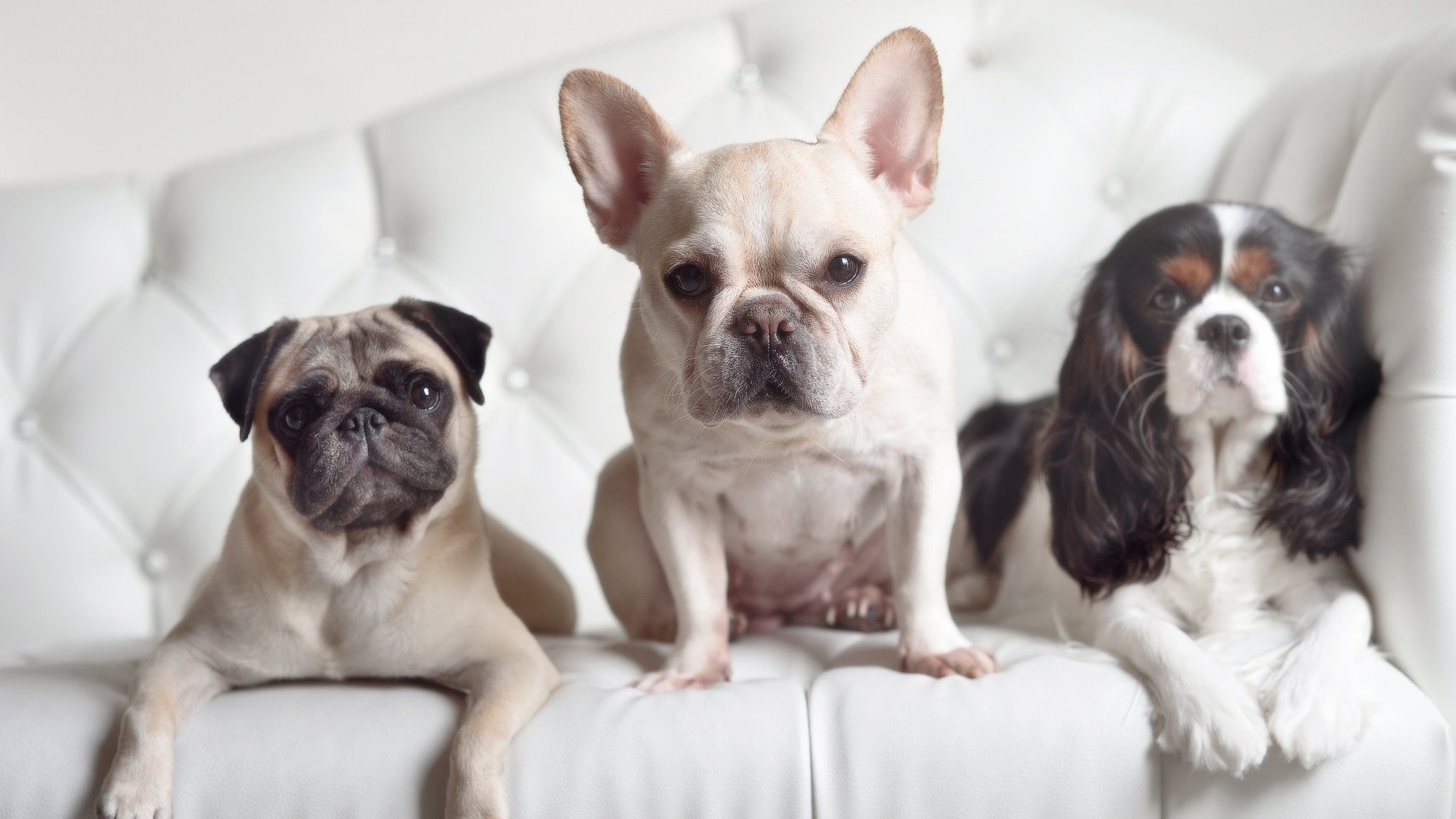 CBA联盟继续加强联赛国际化布局,cba国际赛事