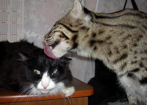 女子100自美澳对决 美国略胜一筹，美国女奥vs澳大利亚女奥