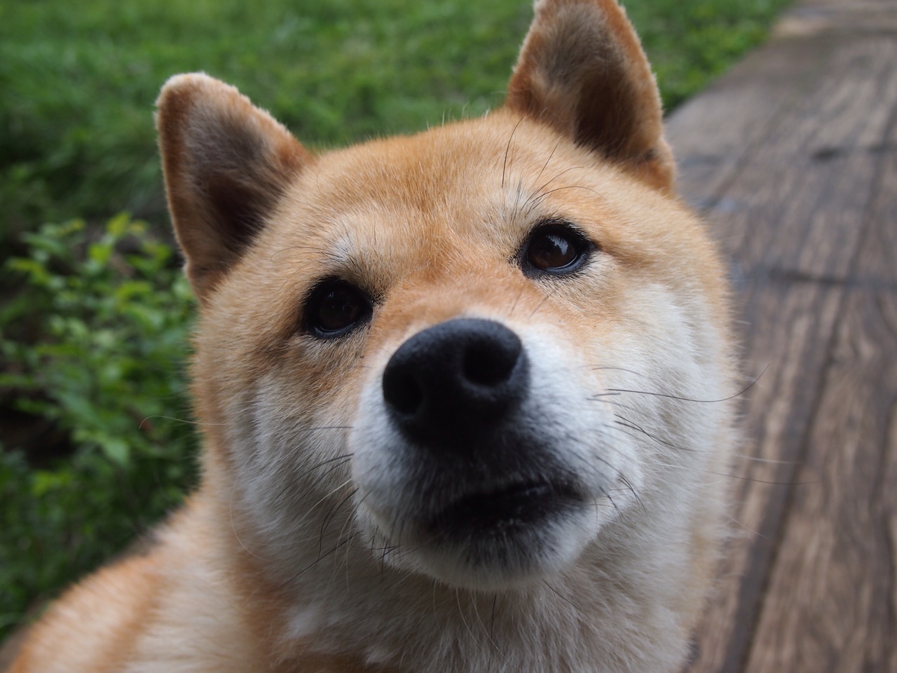 德国新星刷新全国纪录,德国新生代球星