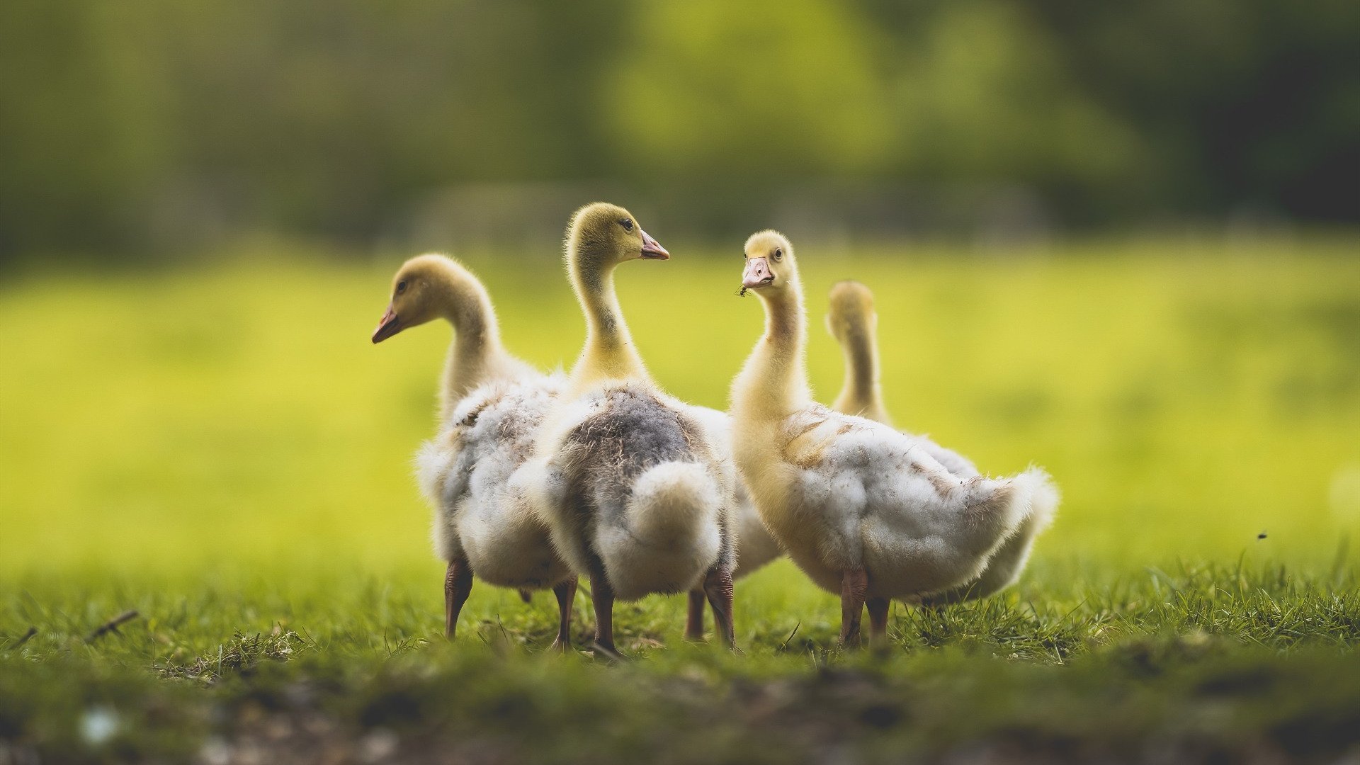 辽宁飞豹反击效率高成功率位居联盟前列,辽宁飞豹cbdl