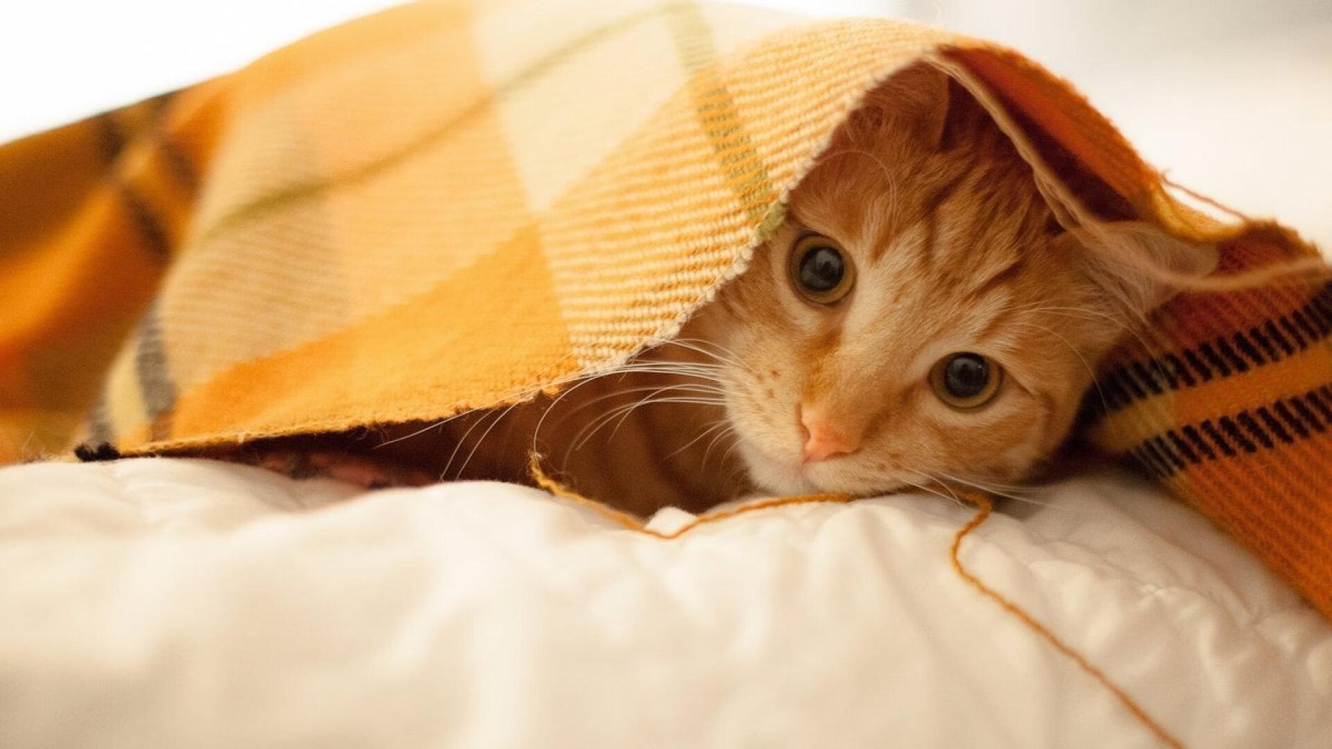 高划频蛙泳选手续航能力分析,蛙泳划频多少合适