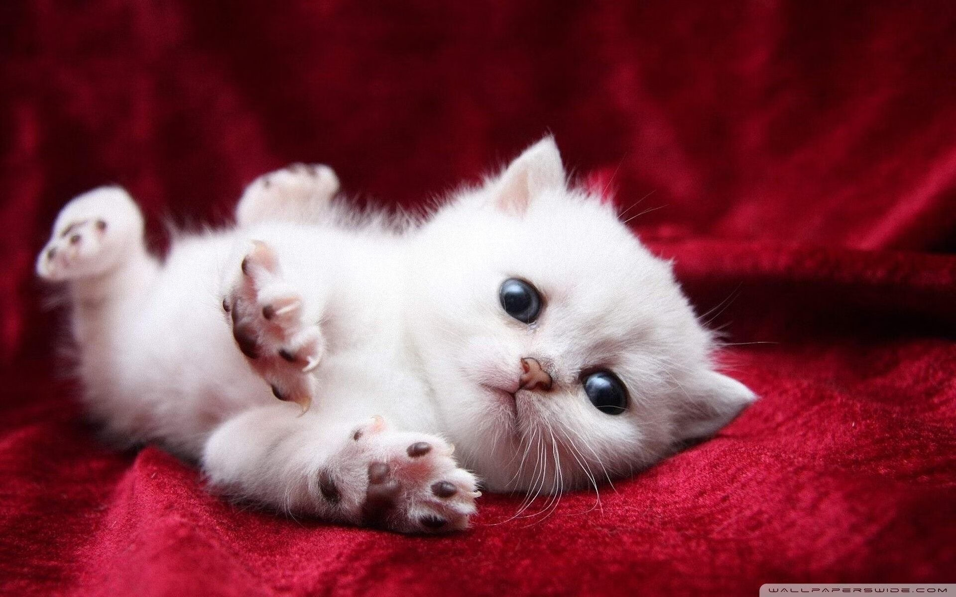 爱游戏app-“亚戈·卡尔曼：阿根廷橄榄球的新希望，未来值得期待”