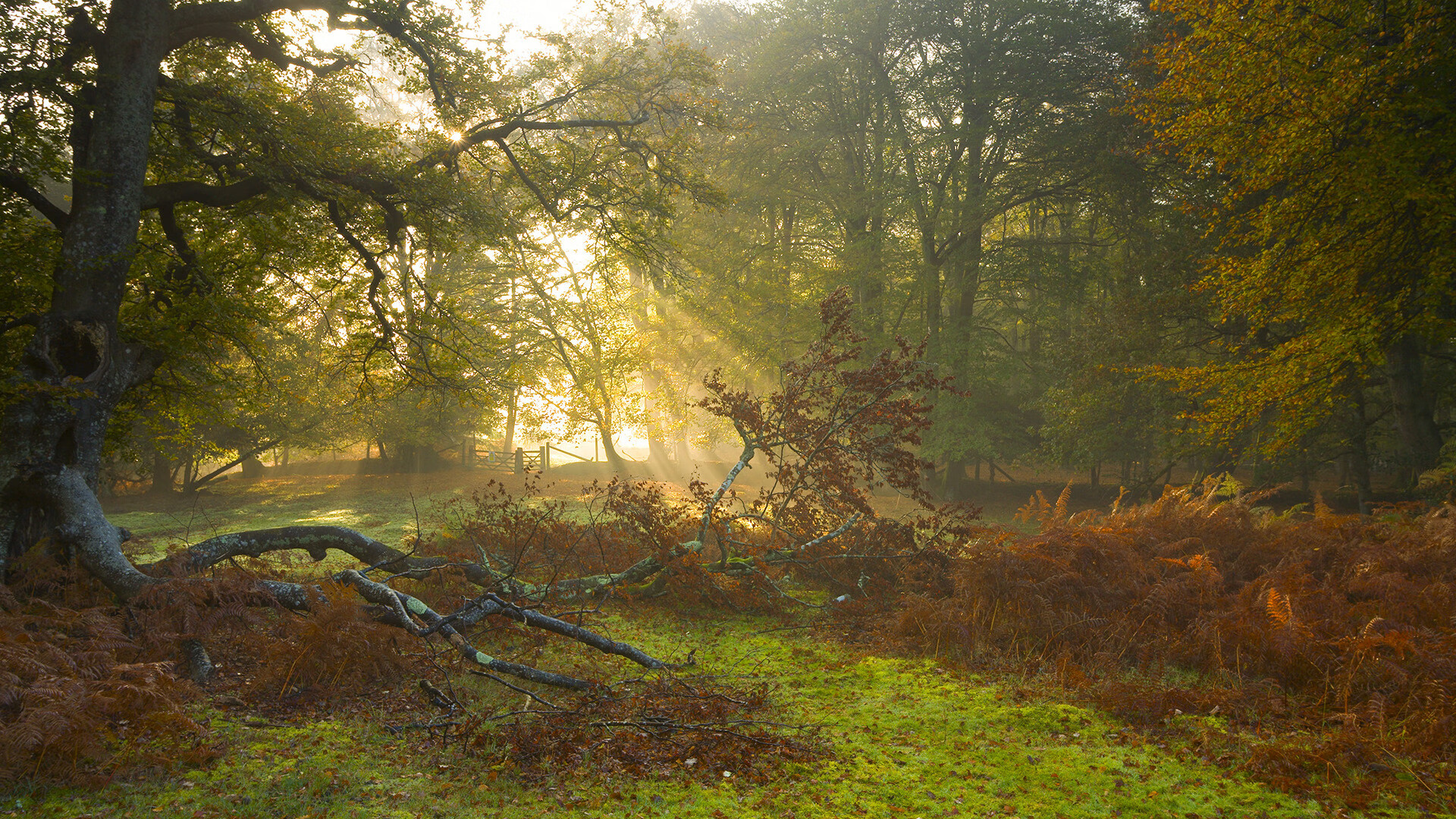 “霍斯特与南非队的完美配合,征战国际赛场”