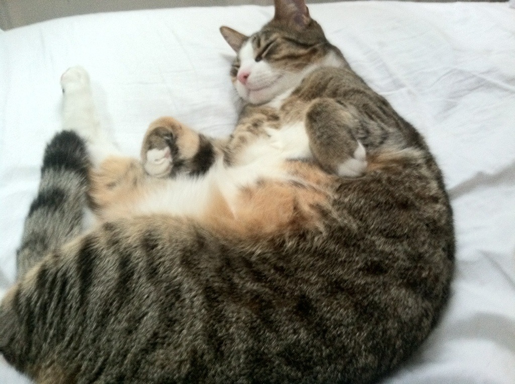 爱游戏-中国足球青少年训练营引入体态管理课程，青少年足球专项体能训练教程