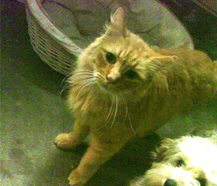 中国足球青训教练员培训项目增设实战课程,中国足球青训人才