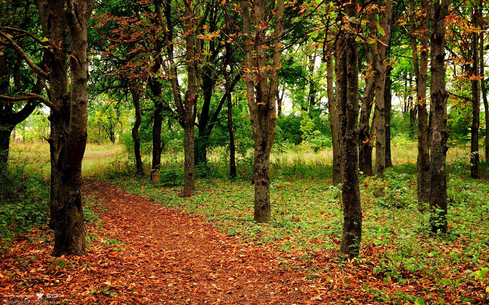 德甲攻防炫技:精彩节奏不断升华!,德甲推荐