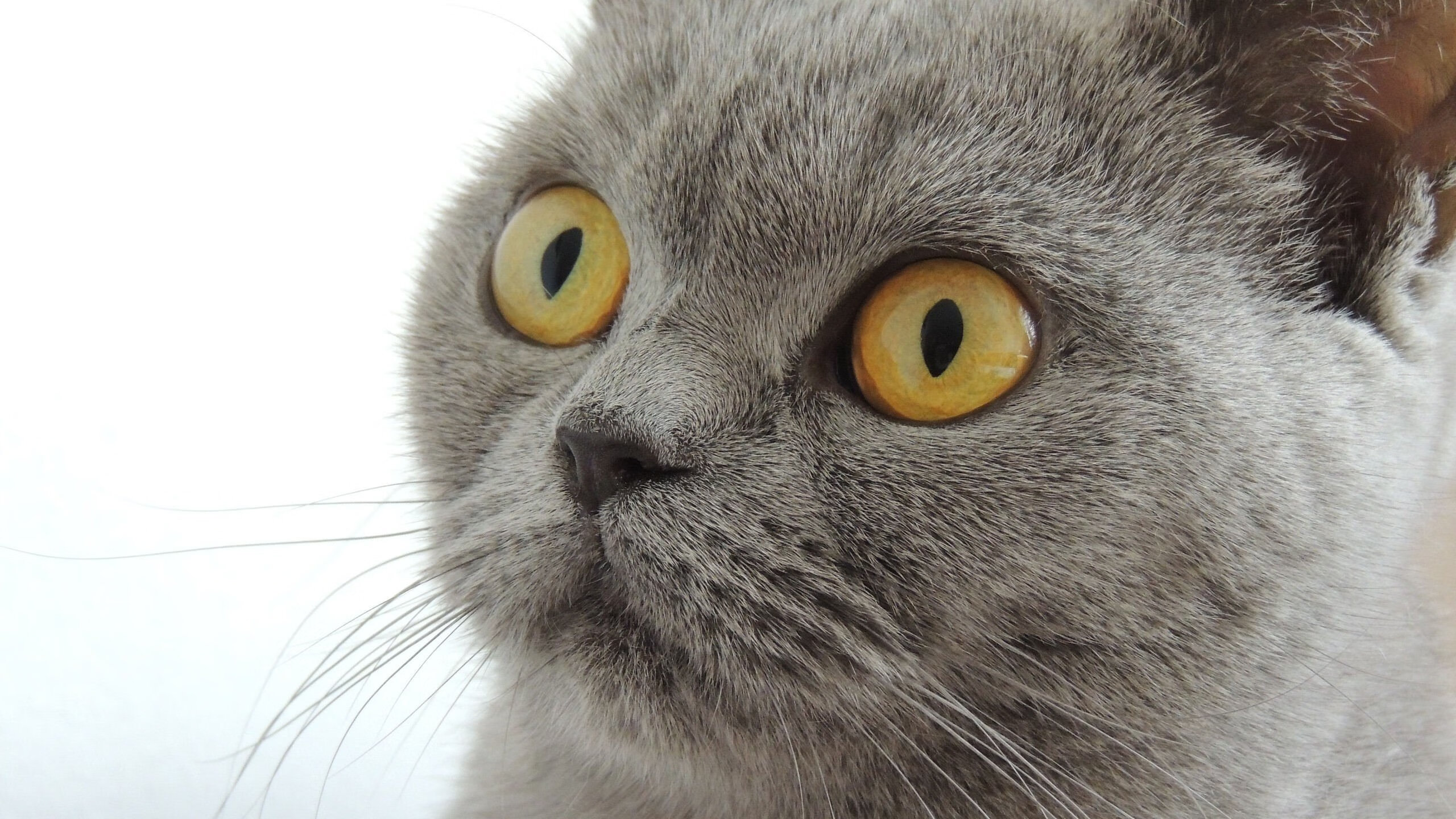 AYX GAME-意甲战术大师秀：走位、传球、射门全方位展现，意甲进攻型球队