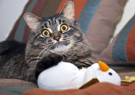 意甲精彩演绎:高速突破,精彩纷呈!,意甲速度榜