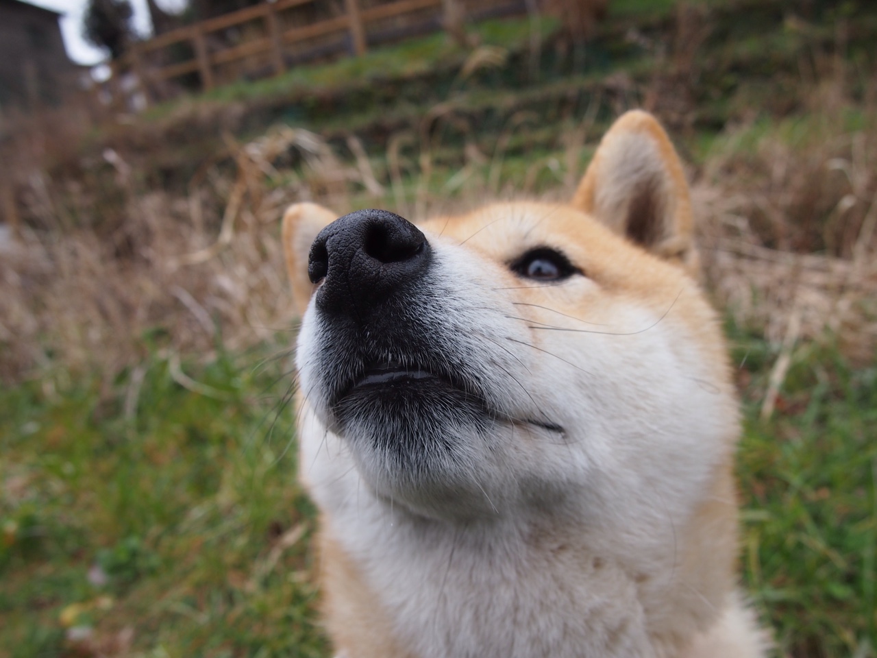 掘金小前锋在力量训练中提升核心稳定性，小前锋的训练