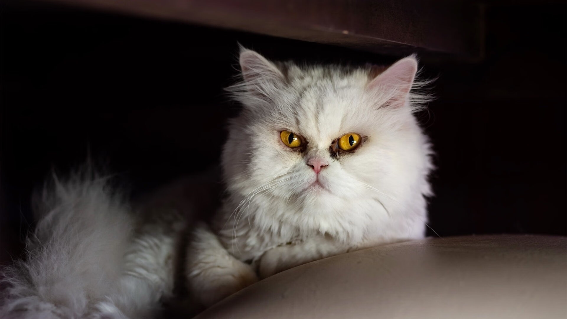 格鲁吉亚女篮在欧洲锦标赛中再夺荣誉,亮丽国际舞台,格鲁吉亚篮球赛