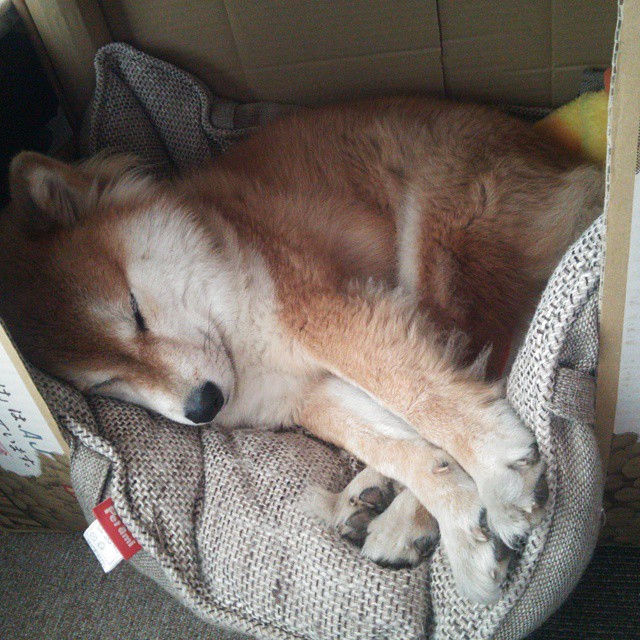 湖人锋线球员接受专项技术指导提升防守效率,湖人官宣签下2米11中锋